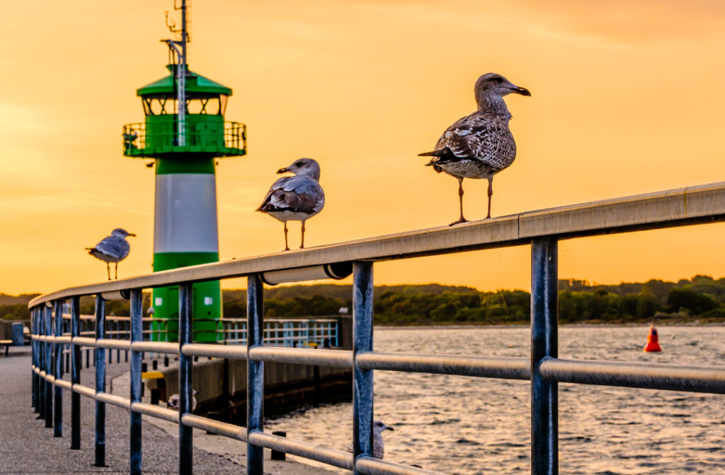 Möve und Leuchtturm in Travemünde