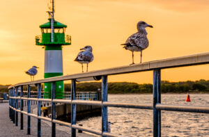 Möve und Leuchtturm in Travemünde